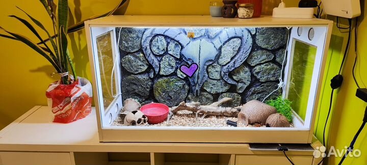 Террариум и маисовые полозы