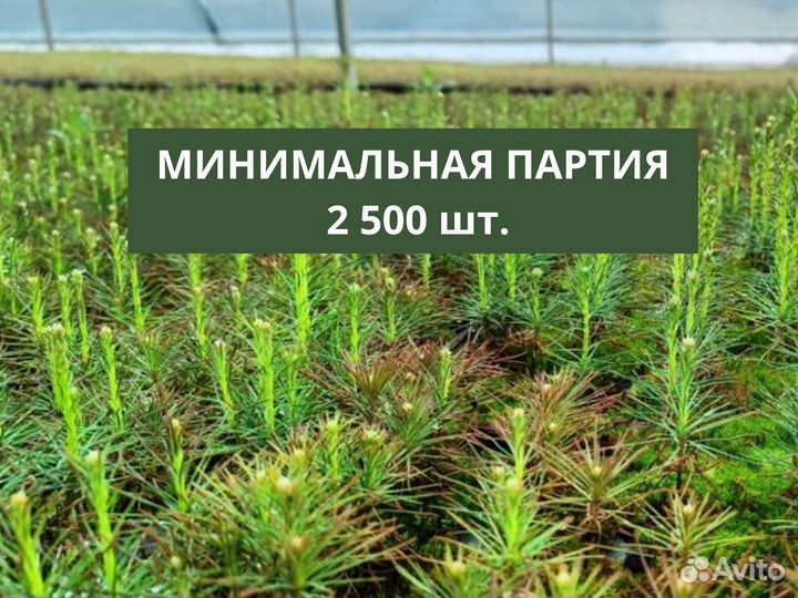 Сеянцы сосны обыкновенной зкс