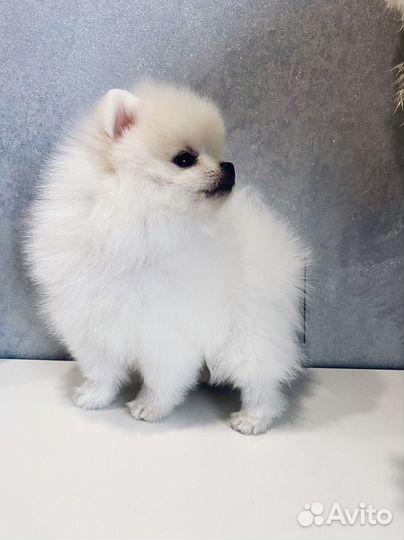 Щенки шпица