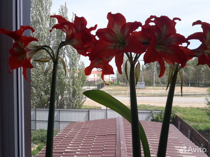 Гиппеаструм амариллис