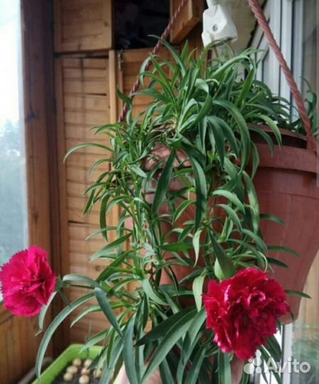 Гвоздика ампельная и кустовая