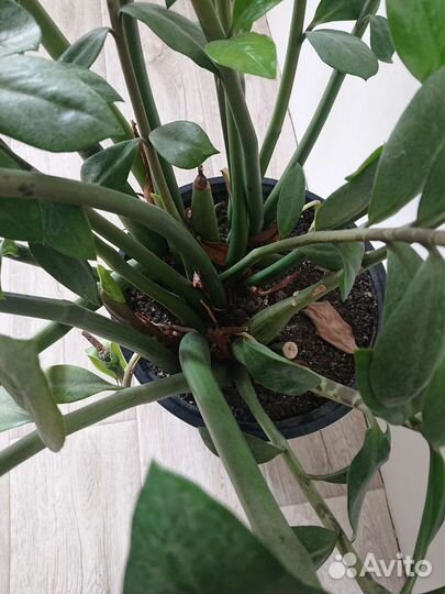 Замиокулькас