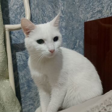 Эльф, взрослая кошка