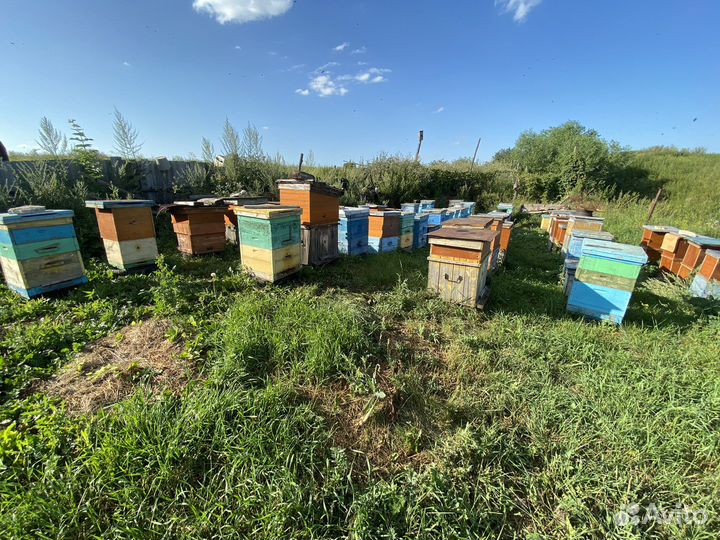 Мёд 2023 разнотравье 150/кг