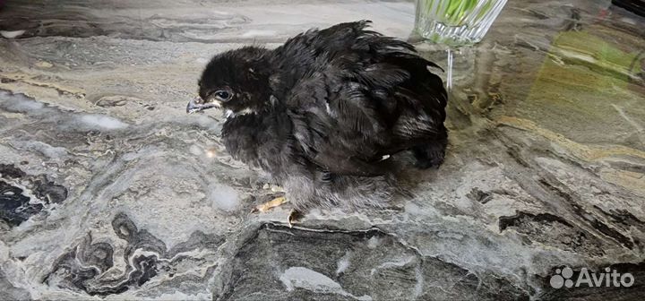 Джерсийский гигант куры,петухи,цыплята,яйца