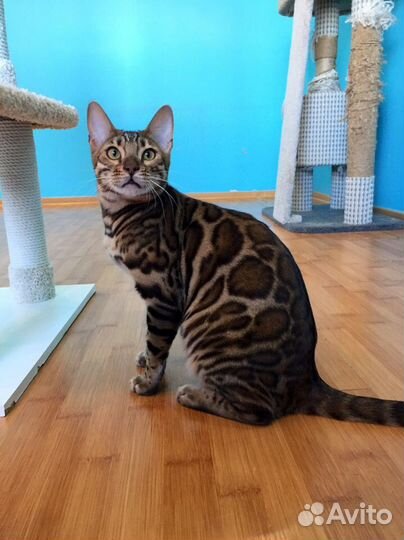 Бенгальский котик с красивейшей розеткой