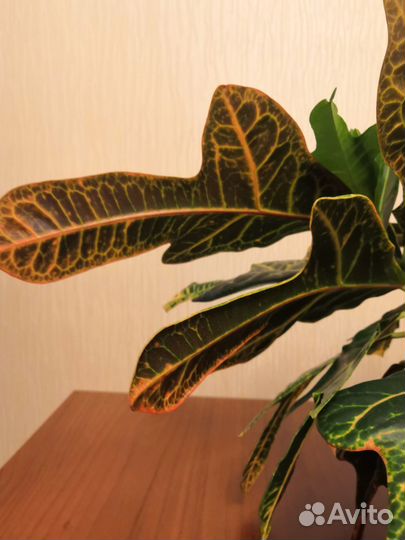 Кротон Экселент