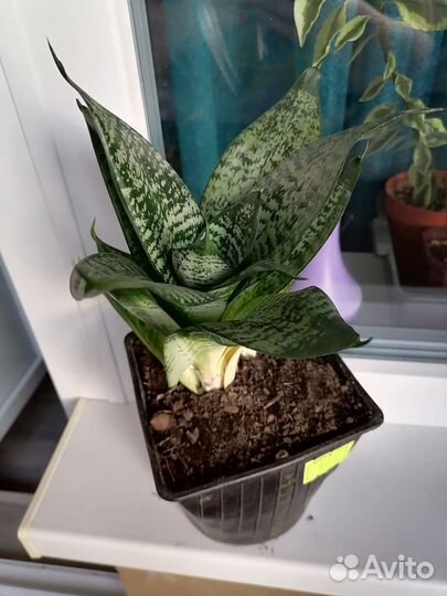 Сансевиерия