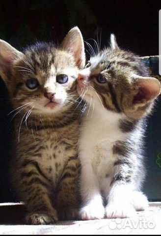 Очаровательные лапочки полосатые котятки