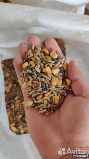 Зерносмесь качественное зерно Незнамово