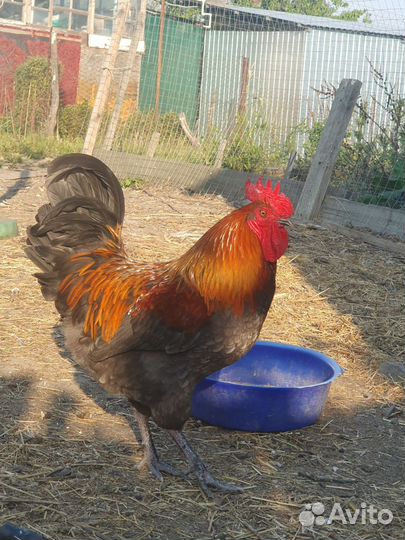 Молодые петушки