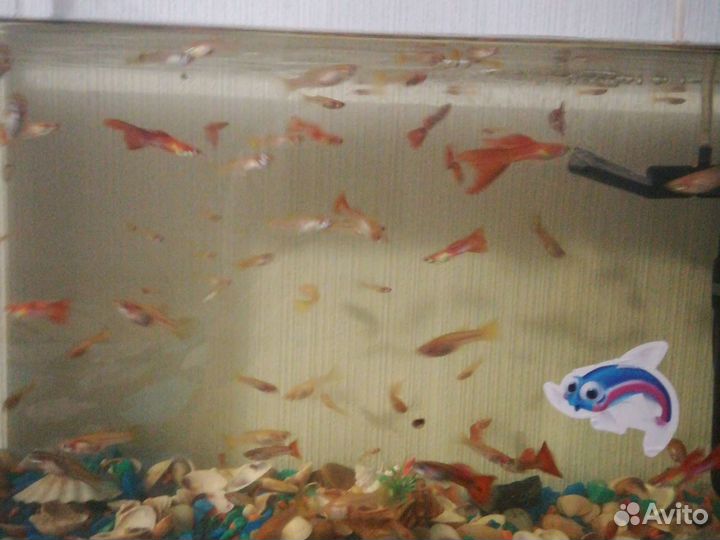 Аквариумные рыбки гуппи
