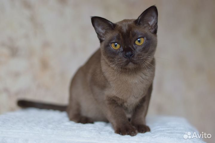 Бурманская соболиная кошечка