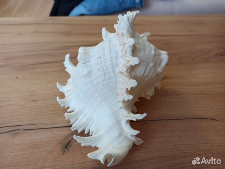 Морская раковина