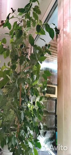 Фикус бенджамина, большой