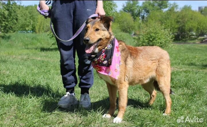 Собака в добрые руки отдам бесплатно