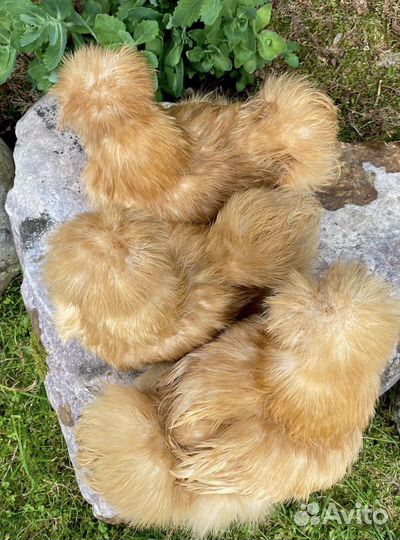 Китайские шелковые и падуаны