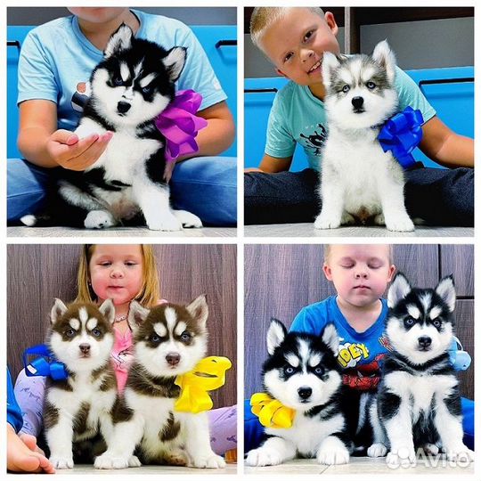 Хаски Самые Красивые Щеночки Тут - Большой Выбор )