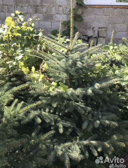 Голубые и зеленые ели