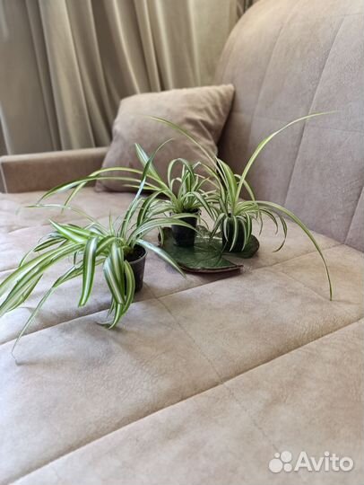 Хлорофитум