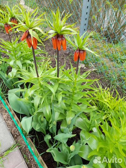 Луковицы рябчика