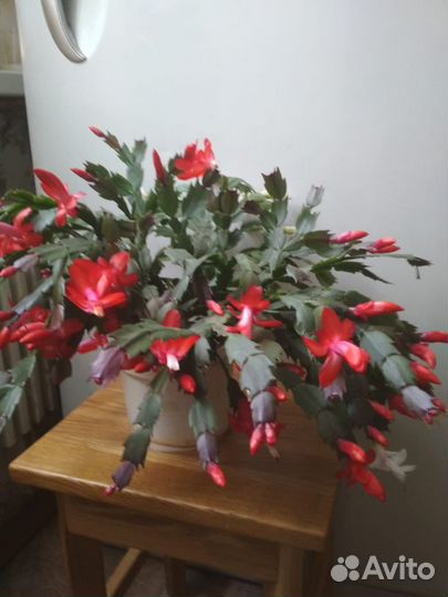 Комн цветы разные