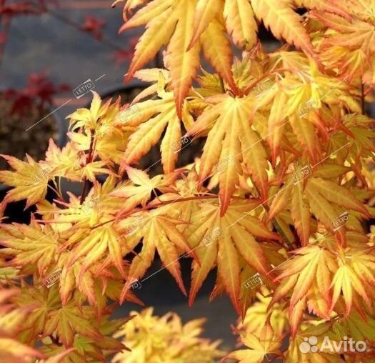 Клен дланевидный Оранж Дрим Acer palmatum Orange D