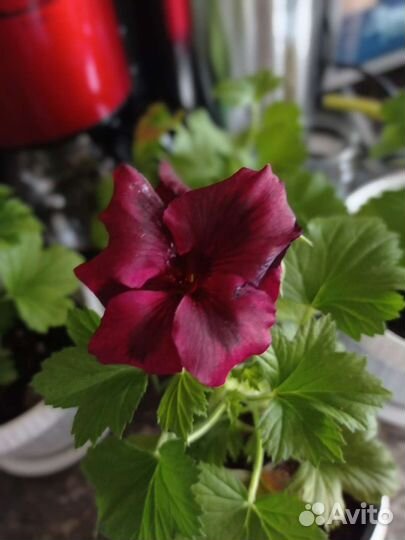 Пеларгония