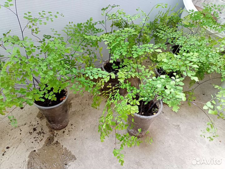 Венерин волос