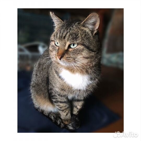 Кот домашний