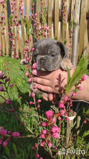 Французский бульдог лилак тан