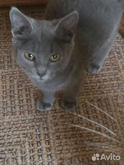 Котёнок в дар