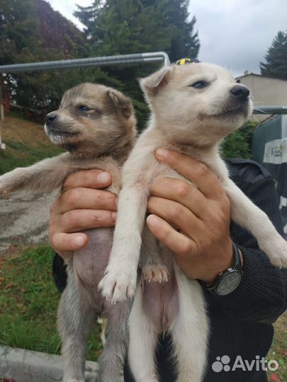 Кутята в дар