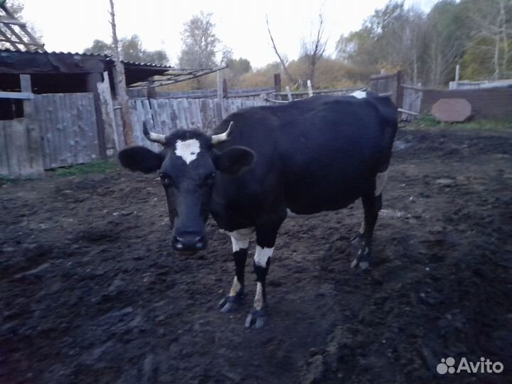 Коровы дойные молочные