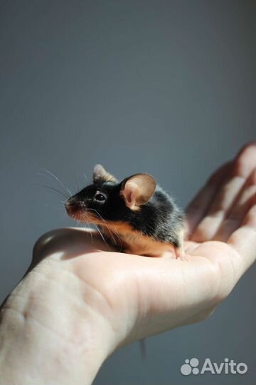 Декоративные мышки