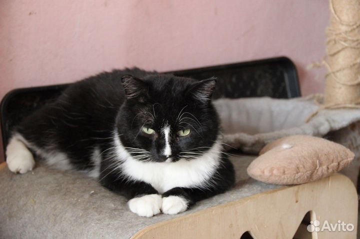 Кастрированный кот