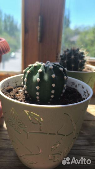 Кактус эхинопсис