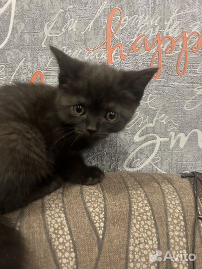 Котята помесь