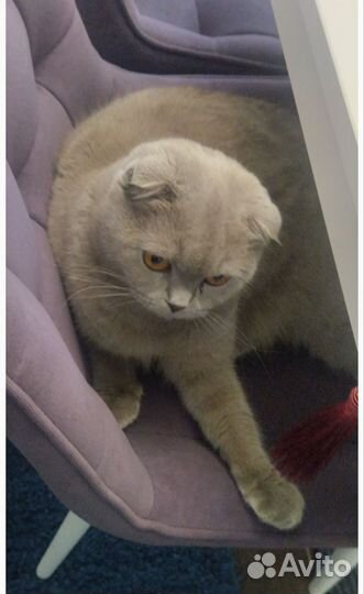Шотландская вислоухая кошка, отдам