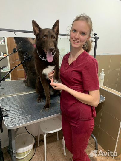 Стрижка кошек и собак