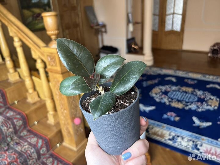 Фикус эластика