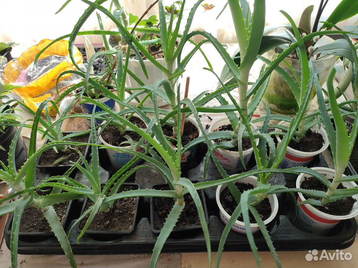 Алоэ (столетник)