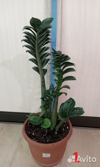 Комнатные растения, цветы. Замиокулькасы разные