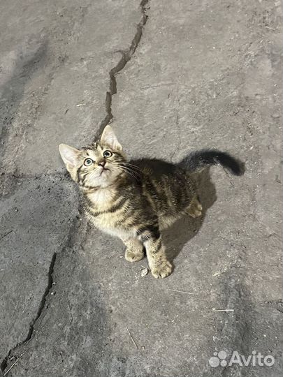 Котенок в добрые руки