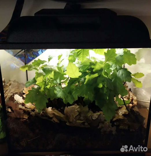 Аннамские палочники