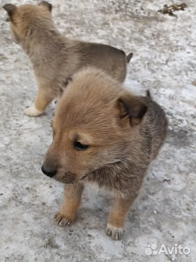 Щенки в добрые руки