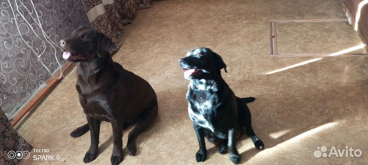 Щенки лабрадора