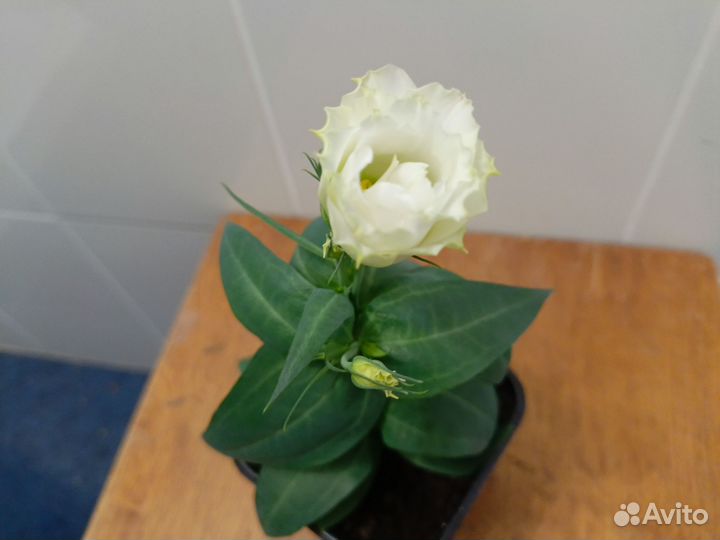 Эустома, глоксиния