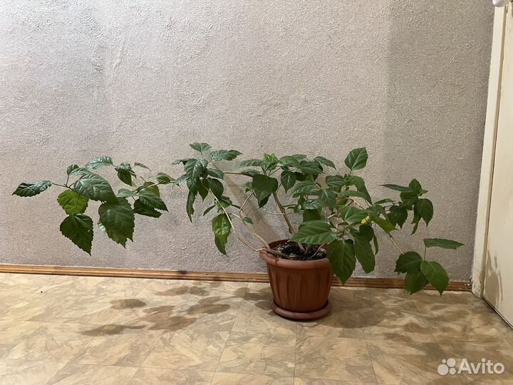 Гибискус китайский