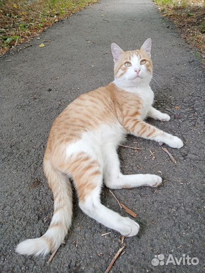 Котик в добрые руки
